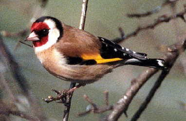 European Goldfinch - Photo copyright Trevor Feltham