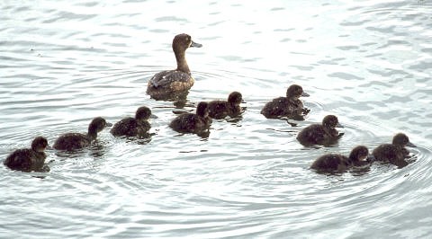 Tufted Duck and family - Photo copyright Trevor Feltham