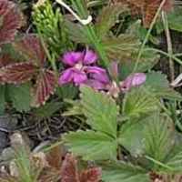 Arctic Raspberry