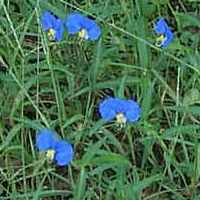 Day-flower