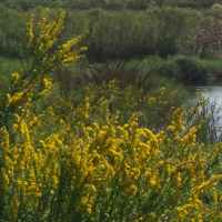 Seaside Goldenrod