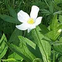 Western Globe Flower