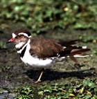 Forbes's Plover - Photo copyright Cape Bird Club Slide Library