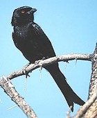 Fork-tailed Drongo - Photo copyright Stefan Tewinkel