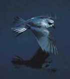 Fork-tailed Storm-Petrel - Photo copyright Don Roberson