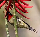 Fork-tailed Sunbird - Photo copyright Charlie Moores
