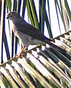 Frances's Goshawk - Photo copyright Giuliano Gerra and Silvio Sommazzi