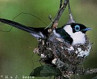 Frilled Monarch - Photo copyright Hans and Judy Beste
