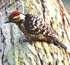 Fulvous-breasted Woodpecker - Photo copyright Sumit Sen