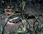 Square-tailed (Gabon) Nightjar - Photo copyright Sharon Chester