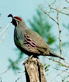 Gambel's Quail - Photo copyright Bert Frenz