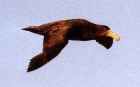 Antarctic Giant-Petrel - Photo copyright Cliff Buckton