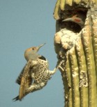 Gilded Flicker - Photo copyright Douglas Herr