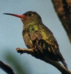 Gilded Hummingbird - Photo copyright Alec Earnshaw