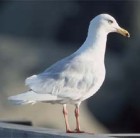 Glaucous Gull - Photo copyright Peter LaTourrette