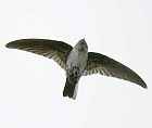 Glossy Swiftlet - Photo copyright Tetsu Sato