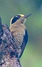 Golden-naped Woodpecker - Photo copyright Giuliano Gerra and Silvio Sommazzi