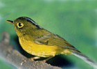 Golden-spectacled Warbler - Photo copyright Sujan Chatterjee