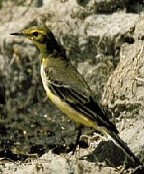 Golden Pipit (juvenile) - Photo copyright Ron Eggert