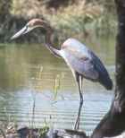Goliath Heron - Photo copyright David Geale
