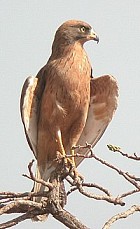 Grasshopper Buzzard - Photo copyright Ben van den Broek