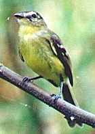Grey-capped Flycatcher - Photo copyright Jean Coronel