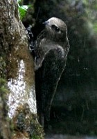 Great Dusky Swift - Photo copyright Hideo Tani
