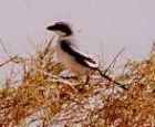 Great Grey Shrike - Photo copyright Erik Kleyheeg