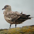 Great Skua - Photo copyright Harold Stiver