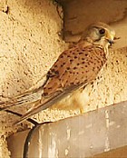 Greater Cape Verde Kestrel - Photo copyright Cursorious