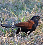 Greater Coucal - Photo copyright Dave Behrens