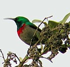 Greater Double-collared Sunbird - Photo copyright Harold Stiver