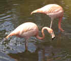 Greater Flamingo - Bonaire National Bird - Photo by Tina MacDonald