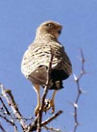 Greater Kestrel - Photo copyright Peter Dollinger