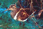 Greater-Painted-Snipe (Asian sub-species) - Photo copyright Ron Saldino