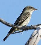 Greater Pewee - Photo copyright Robert Shantz