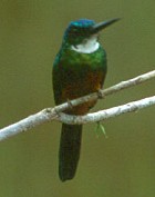Green-tailed Jacamar - Photo copyright Arthur Grosset