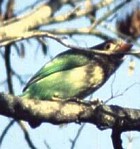 Green Barbet - Photo copyright Bruce Marcot