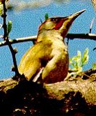 Eurasian Green Woodpecker - Photo copyright Jeremy Barker