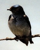 Grey-breasted Martin - Photo copyright Trevor Feltham