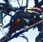 Grey-breasted Mountain-Toucan - ENDANGERED - Photo copyright Martin Reid
