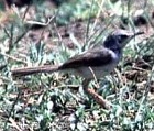 Grey-breasted Prinia (Franklin's Wren-warbler) - Photo copyright Bruce Marcot