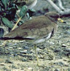 Grey-headed Lapwing - Photo copyright Eric Breden
