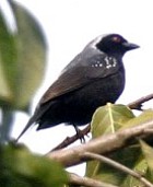 Grey-headed Negrofinch - Photo copyright Hideo Tani