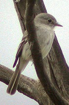 Grey Flycatcher - Photo copyright Bill Schmocker
