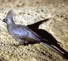 Grey Go-away-bird - Photo copyright Graham Cooke