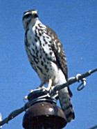 Grey Hawk - Photo copyright Manuel Grosselet