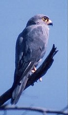 Grey Kestrel - Photo copyright Paul and Helen Harris