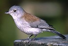 Grey Shrike-Thrush - Photo copyright John Milbank