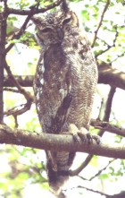 Greyish Eagle-Owl - Photo copyright Vaughan Ashby of Birdfinders